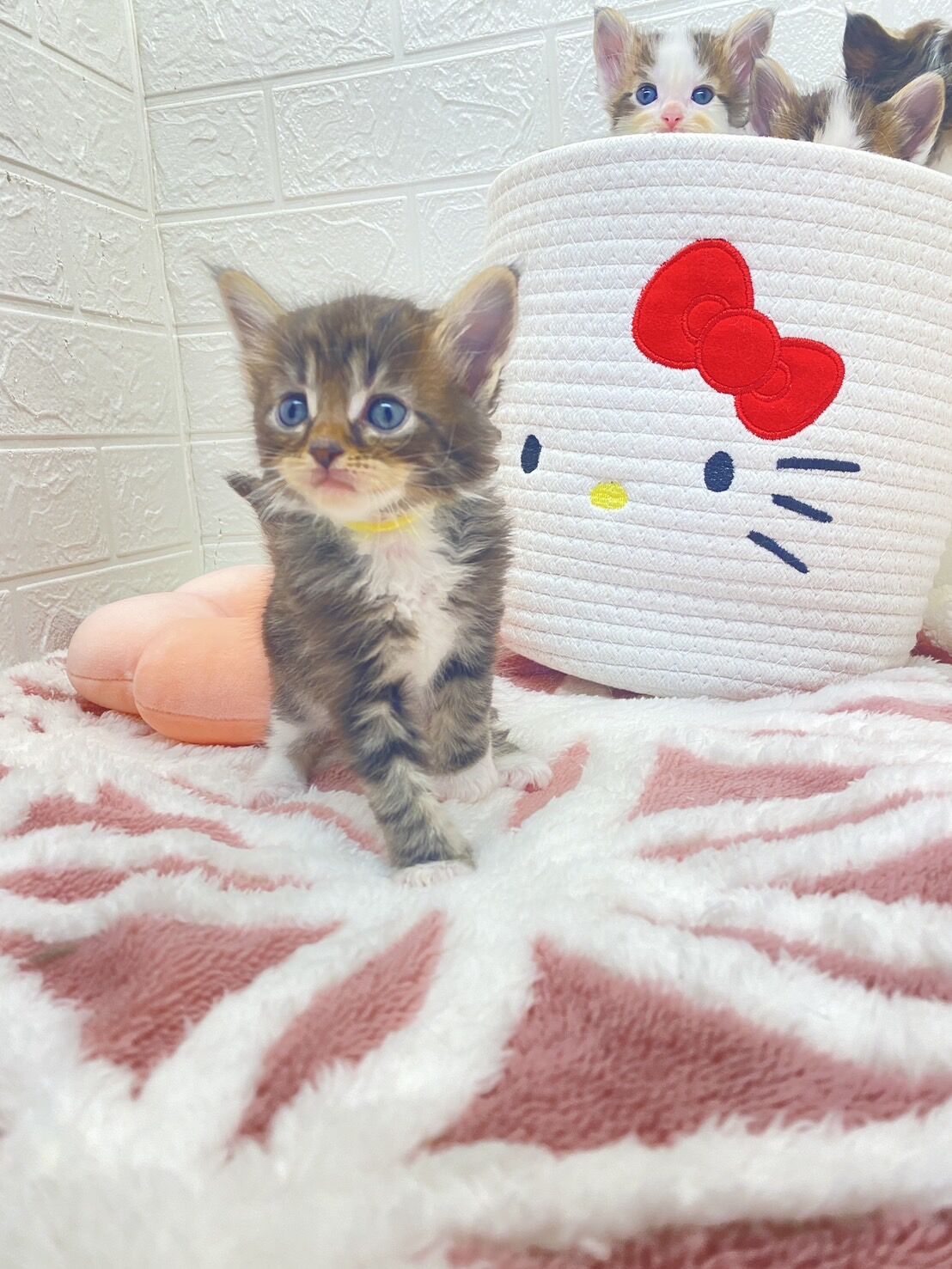 エキゾチックショートヘア　オモチ　きいろちゃん