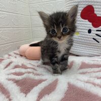 画像13815：エキゾチックショートヘア<br>　オモチ　きいろちゃん