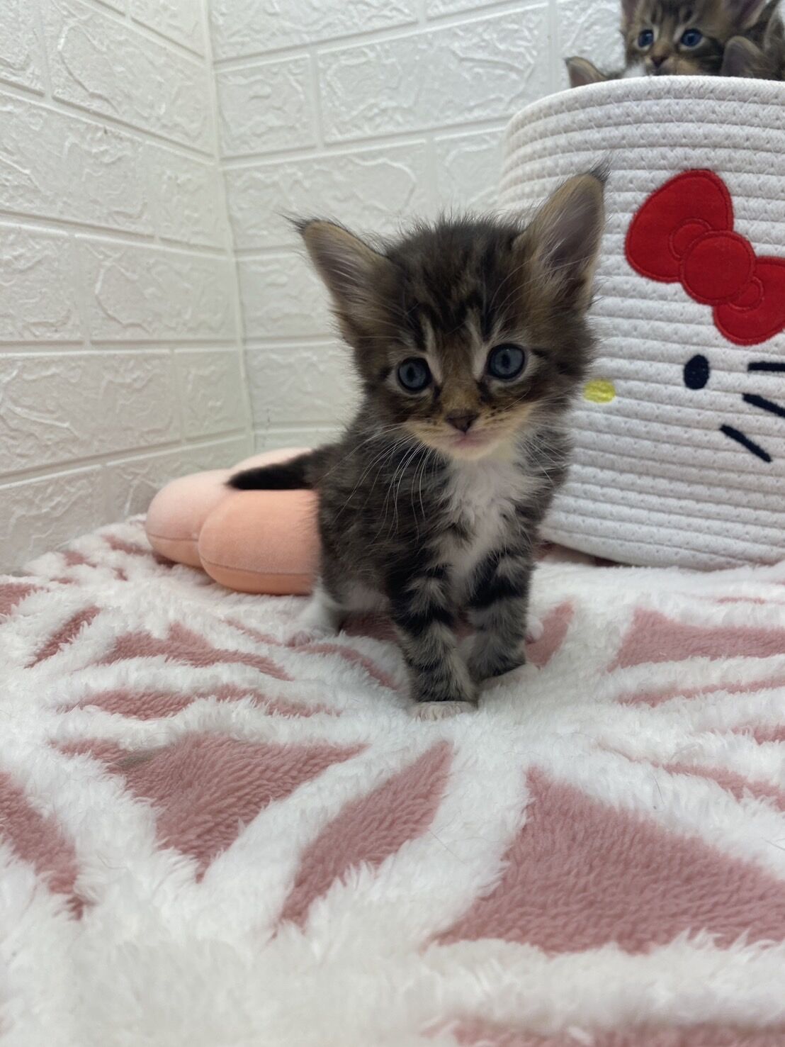 エキゾチックショートヘア　オモチ　きいろちゃん