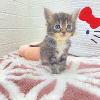 画像13816：エキゾチックショートヘア<br>　オモチ　きいろちゃん