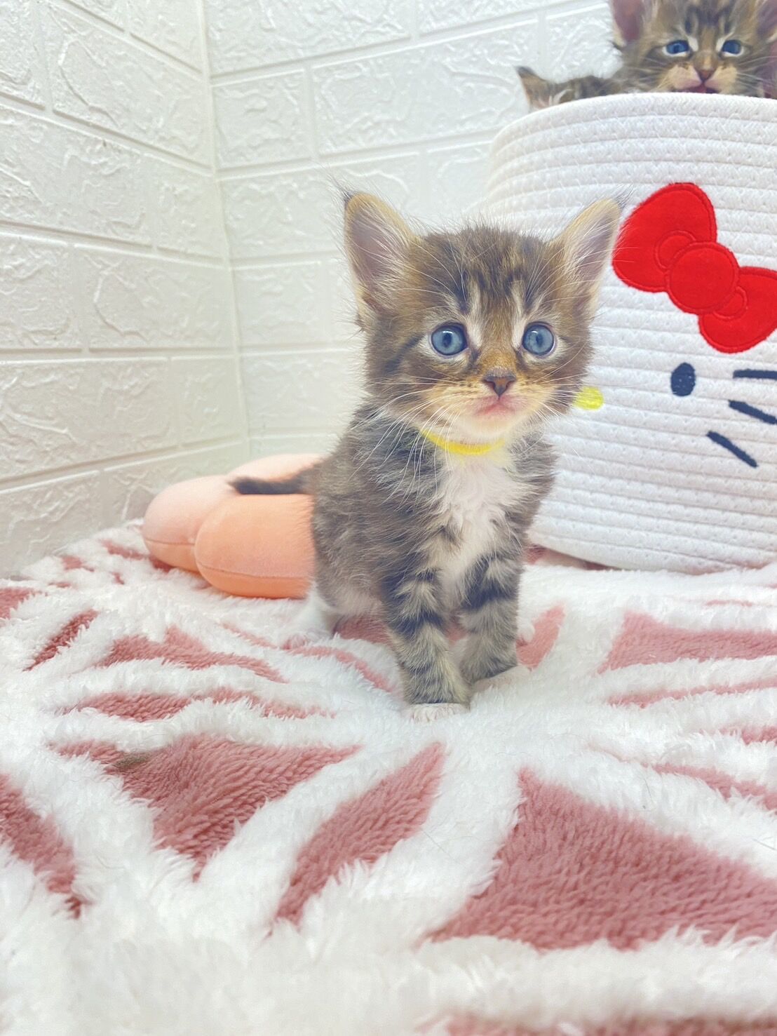 エキゾチックショートヘア　オモチ　きいろちゃん