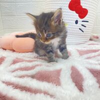 画像13817：エキゾチックショートヘア<br>　オモチ　きいろちゃん