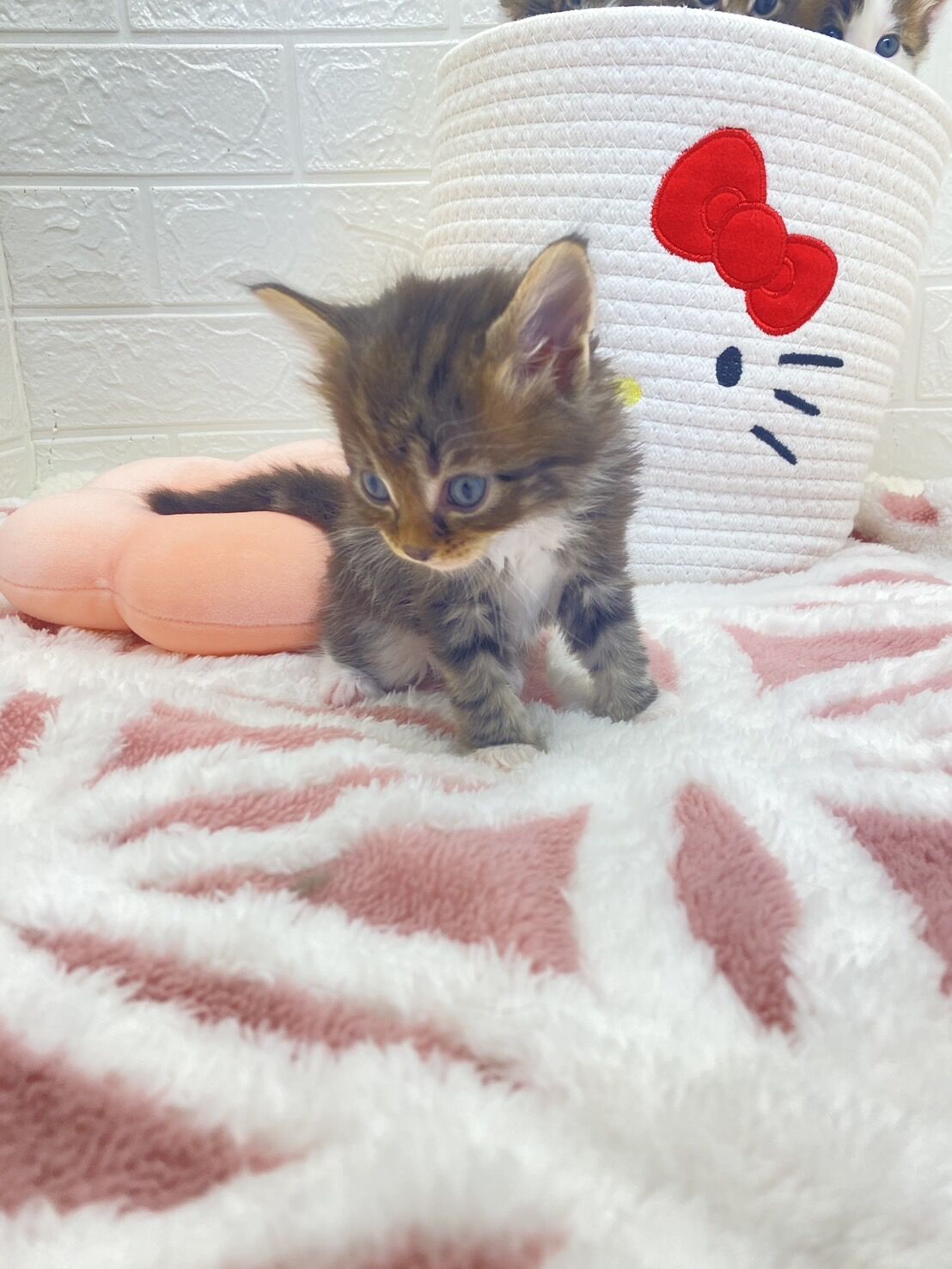 エキゾチックショートヘア　オモチ　きいろちゃん