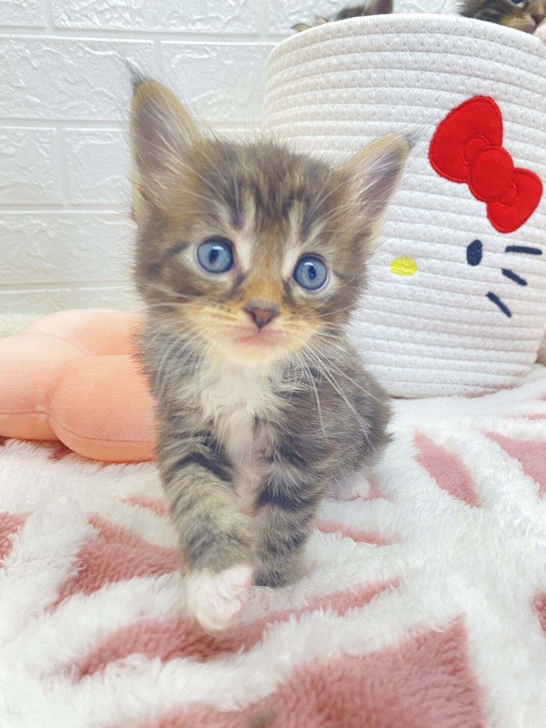 エキゾチックショートヘア　オモチ　きいろちゃん