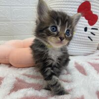 画像13819：エキゾチックショートヘア<br>　オモチ　きいろちゃん