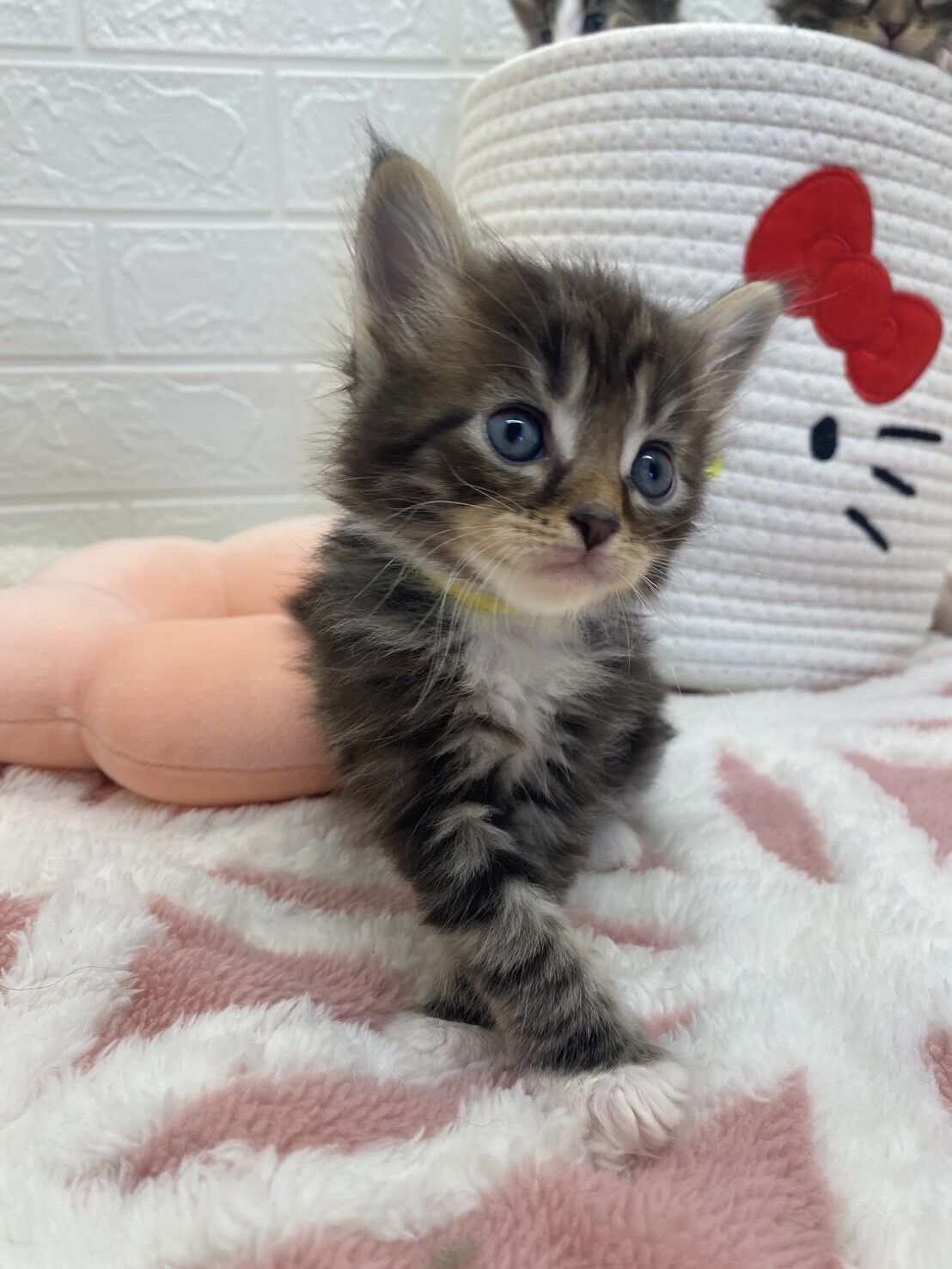 エキゾチックショートヘア　オモチ　きいろちゃん