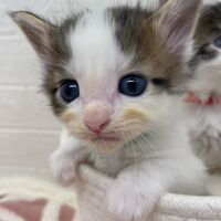 画像13831：エキゾチックショートヘア<br>　オモチ　きいろちゃん