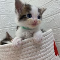 画像13833：エキゾチックショートヘア<br>　オモチ　きいろちゃん