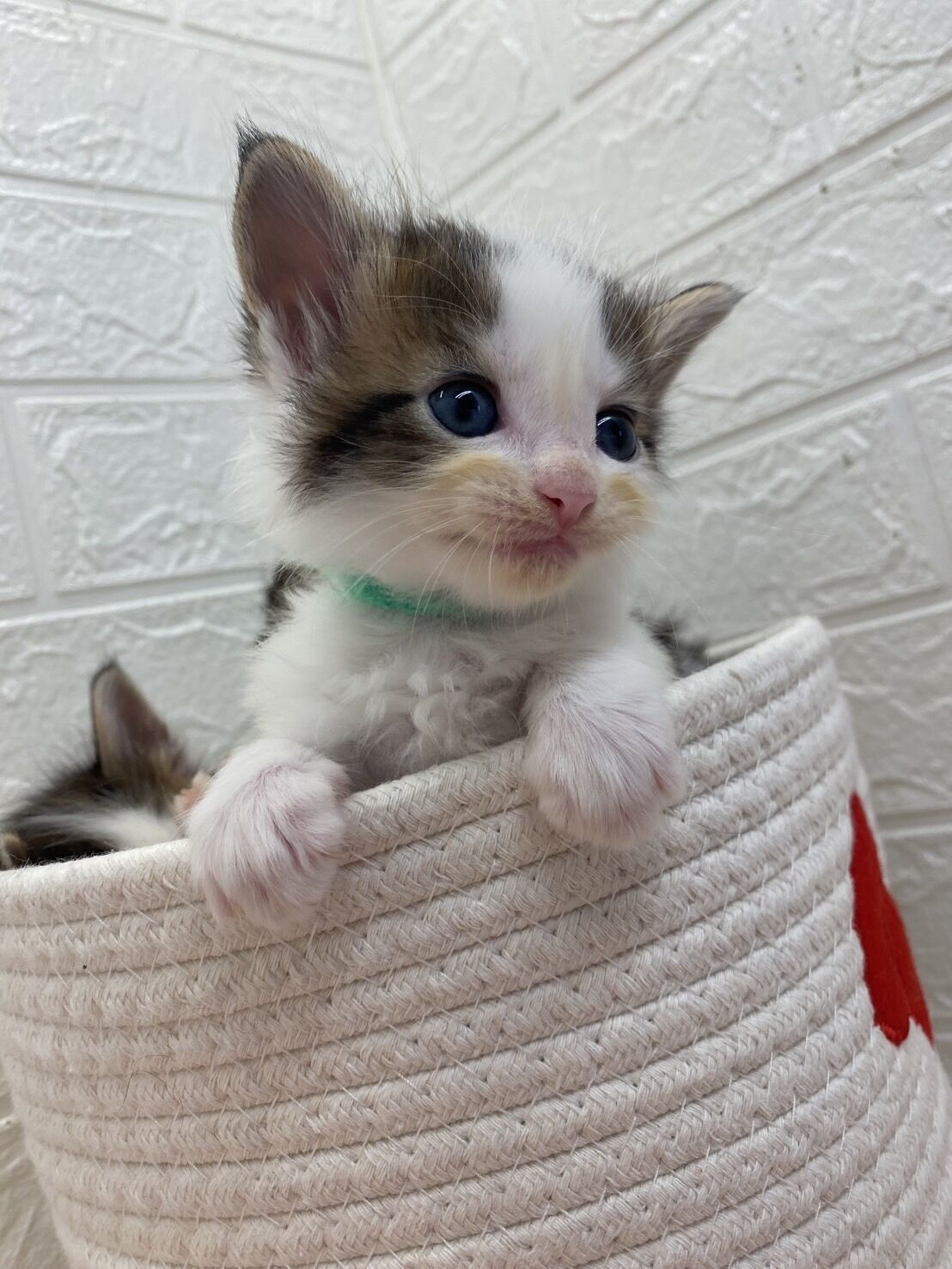エキゾチックショートヘア　オモチ　きいろちゃん
