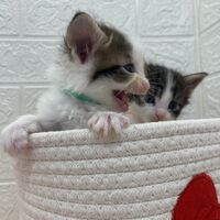画像13835：エキゾチックショートヘア<br>　オモチ　きいろちゃん