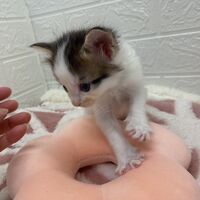 画像13836：エキゾチックショートヘア<br>　オモチ　きいろちゃん