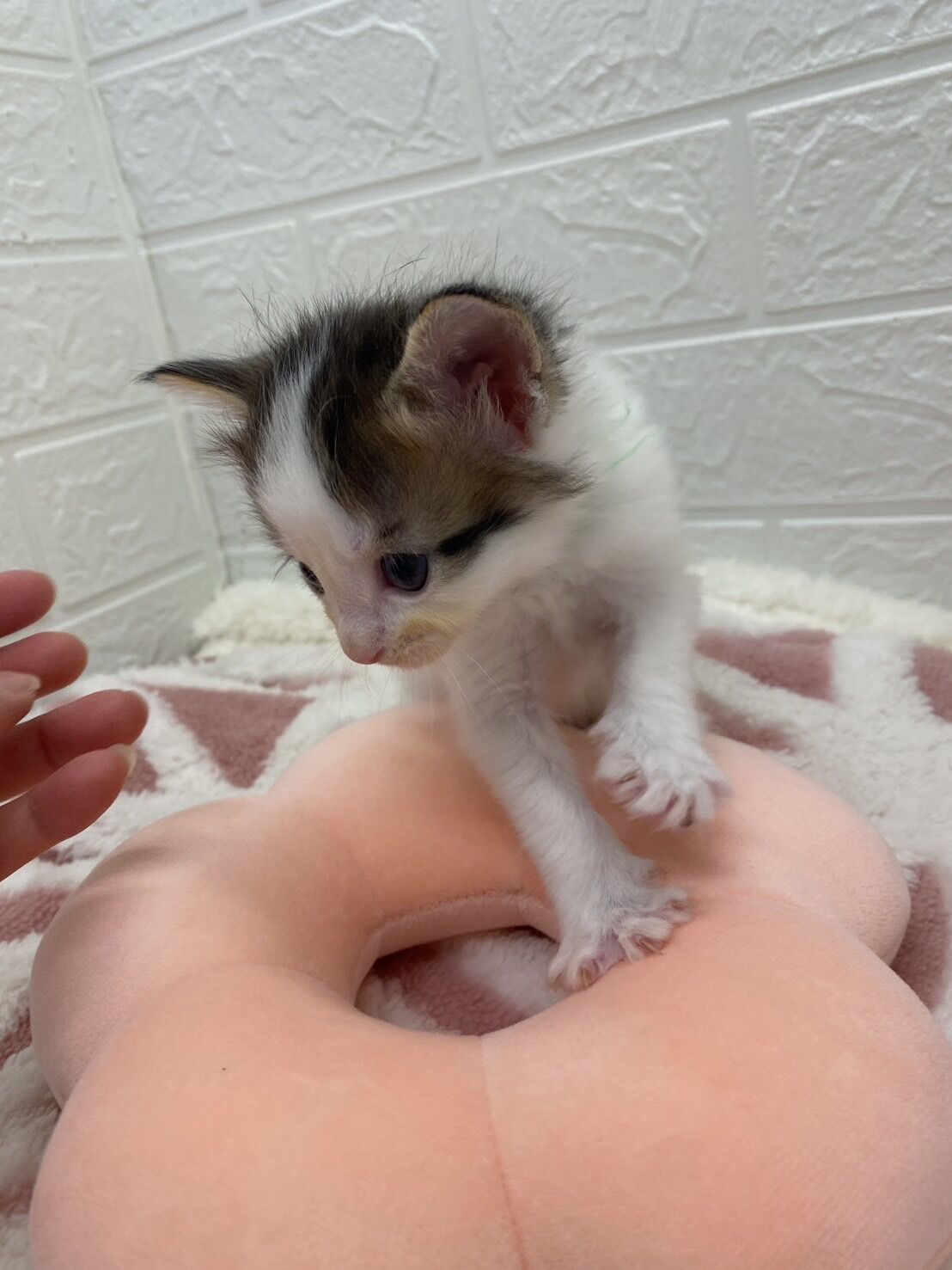 エキゾチックショートヘア　オモチ　きいろちゃん