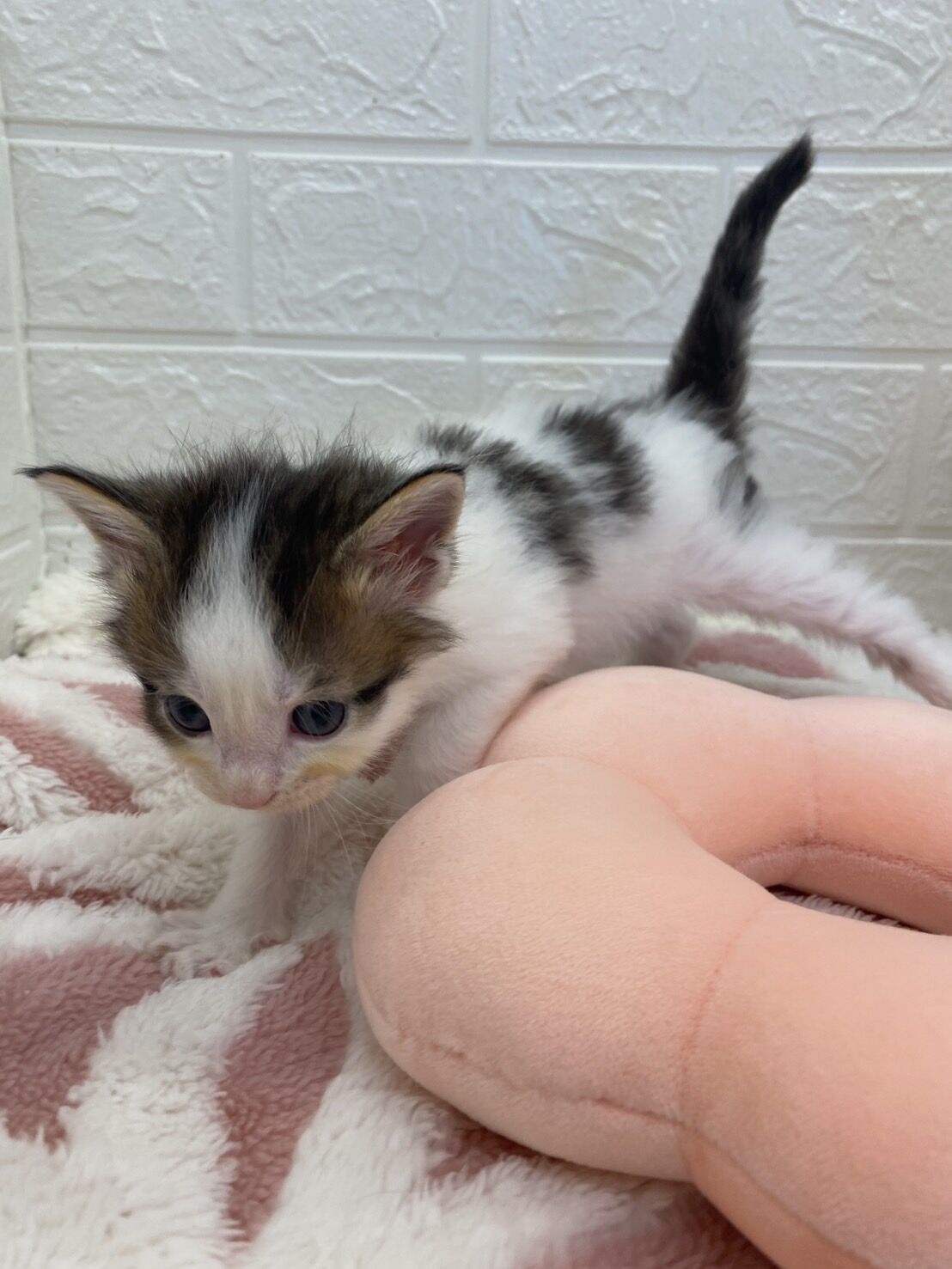 エキゾチックショートヘア　オモチ　きいろちゃん