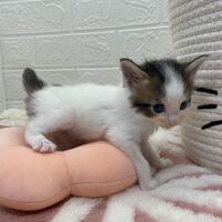 画像13838：エキゾチックショートヘア<br>　オモチ　きいろちゃん