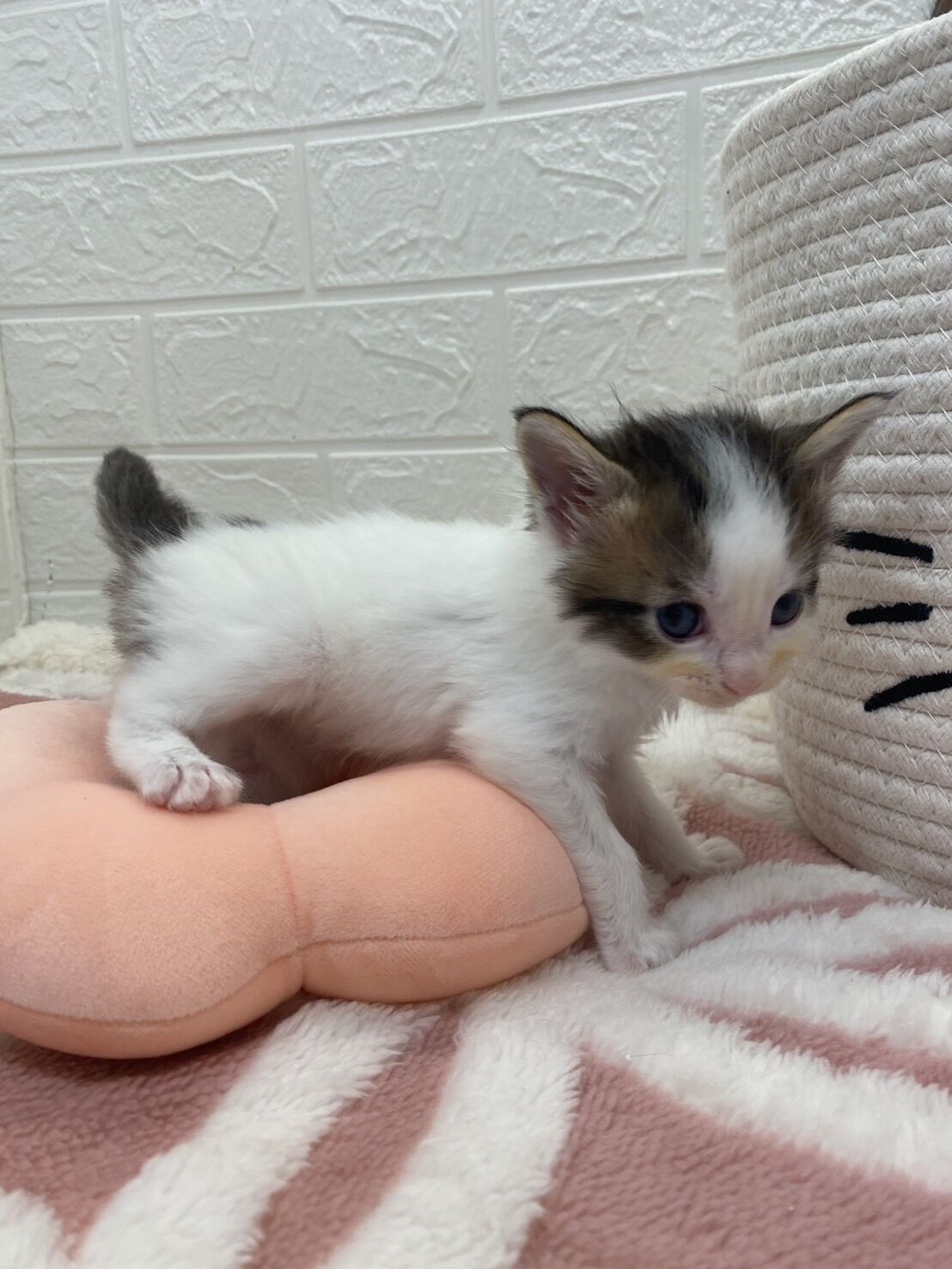 エキゾチックショートヘア　オモチ　きいろちゃん