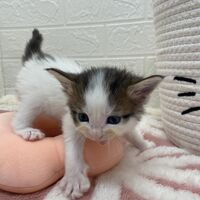 画像13839：エキゾチックショートヘア<br>　オモチ　きいろちゃん