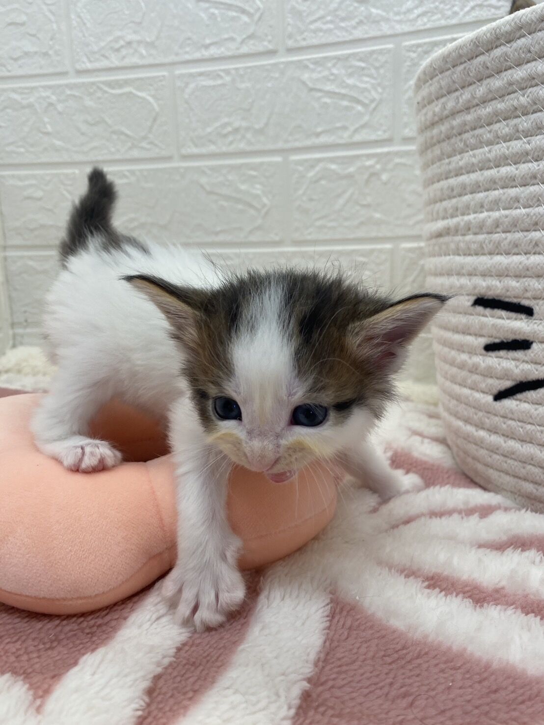 エキゾチックショートヘア　オモチ　きいろちゃん