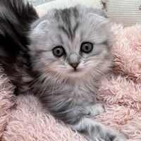 画像14025：エキゾチックショートヘア<br>　オモチ　きいろちゃん