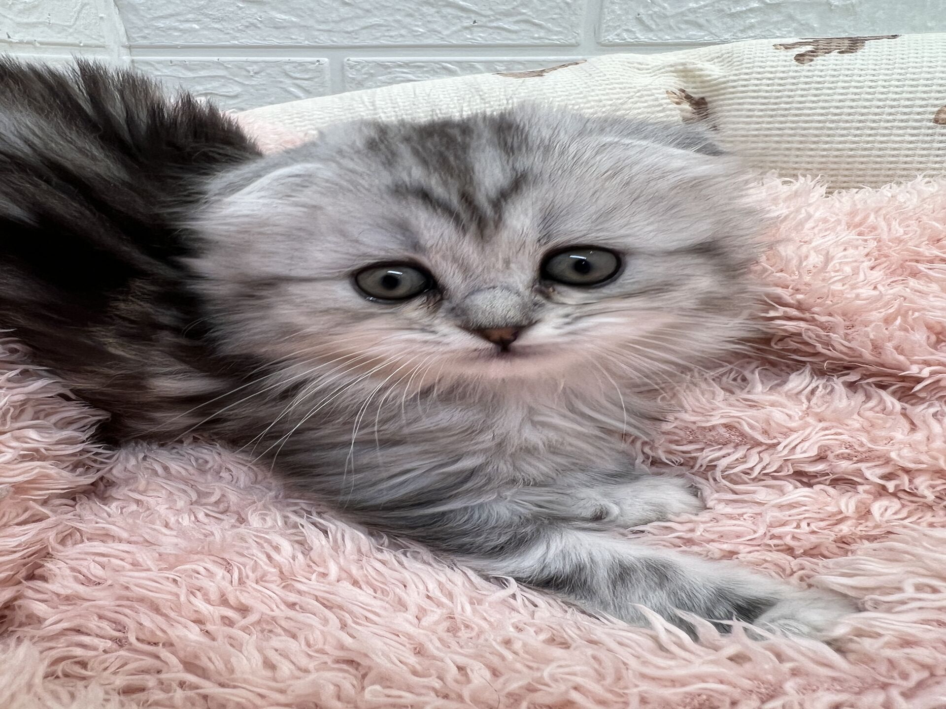 エキゾチックショートヘア　オモチ　きいろちゃん