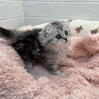 画像14026：エキゾチックショートヘア<br>　オモチ　きいろちゃん
