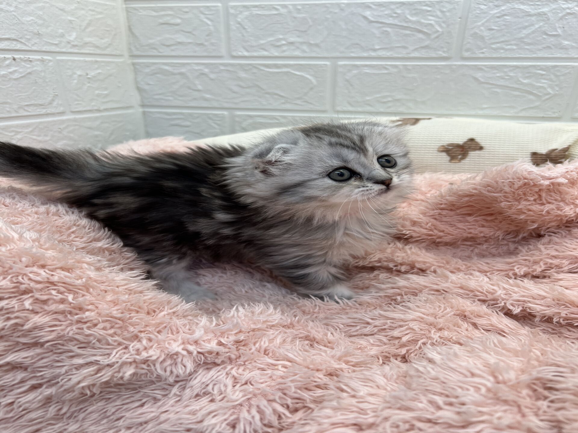 エキゾチックショートヘア　オモチ　きいろちゃん