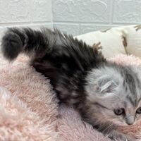 画像14027：エキゾチックショートヘア<br>　オモチ　きいろちゃん