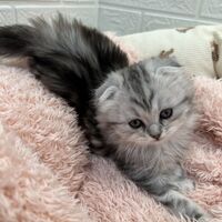 画像14028：エキゾチックショートヘア<br>　オモチ　きいろちゃん