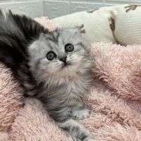 画像14029：エキゾチックショートヘア<br>　オモチ　きいろちゃん