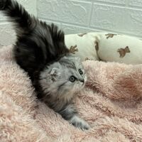 画像14030：エキゾチックショートヘア<br>　オモチ　きいろちゃん