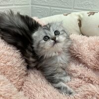 画像14031：エキゾチックショートヘア<br>　オモチ　きいろちゃん