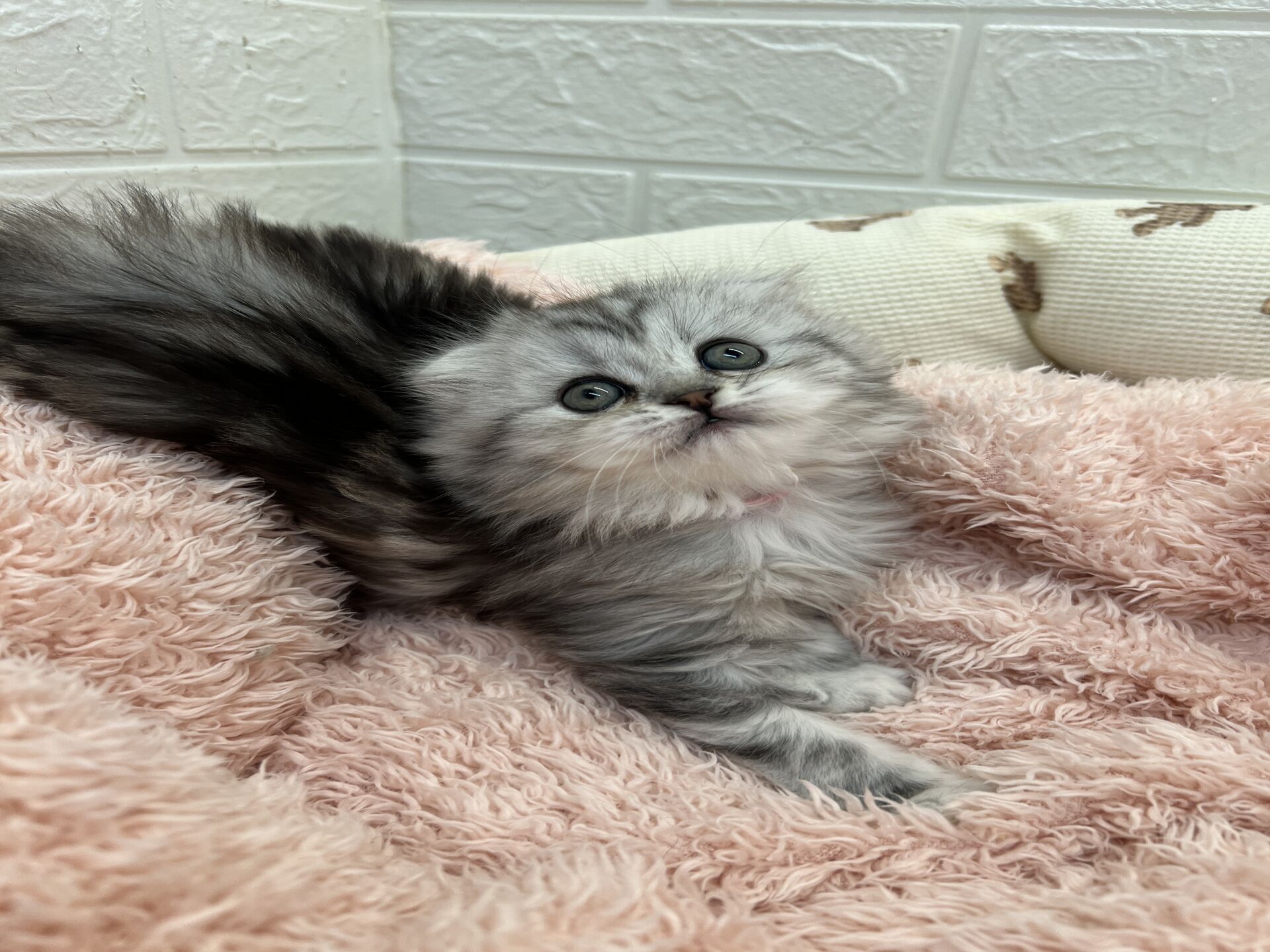 エキゾチックショートヘア　オモチ　きいろちゃん