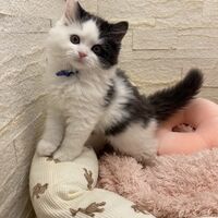 画像14286：エキゾチックショートヘア<br>　オモチ　きいろちゃん