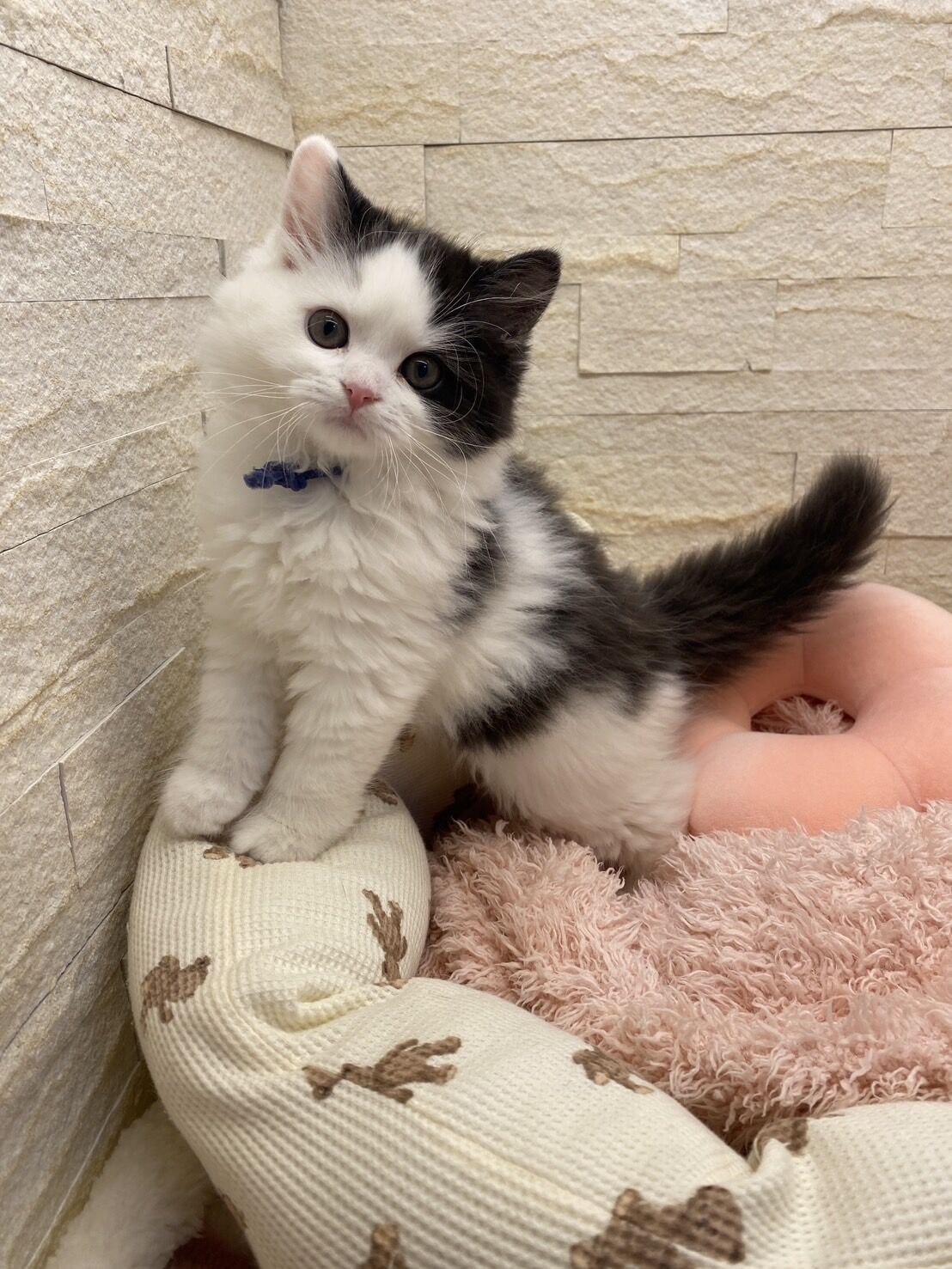 エキゾチックショートヘア　オモチ　きいろちゃん