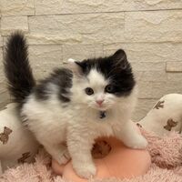 画像14287：エキゾチックショートヘア<br>　オモチ　きいろちゃん