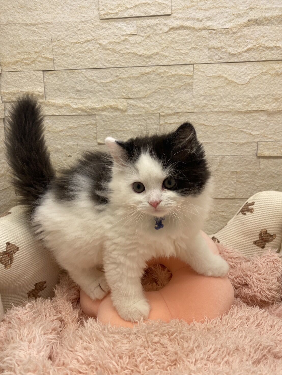 エキゾチックショートヘア　オモチ　きいろちゃん