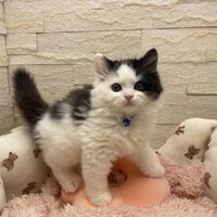 画像14288：エキゾチックショートヘア<br>　オモチ　きいろちゃん
