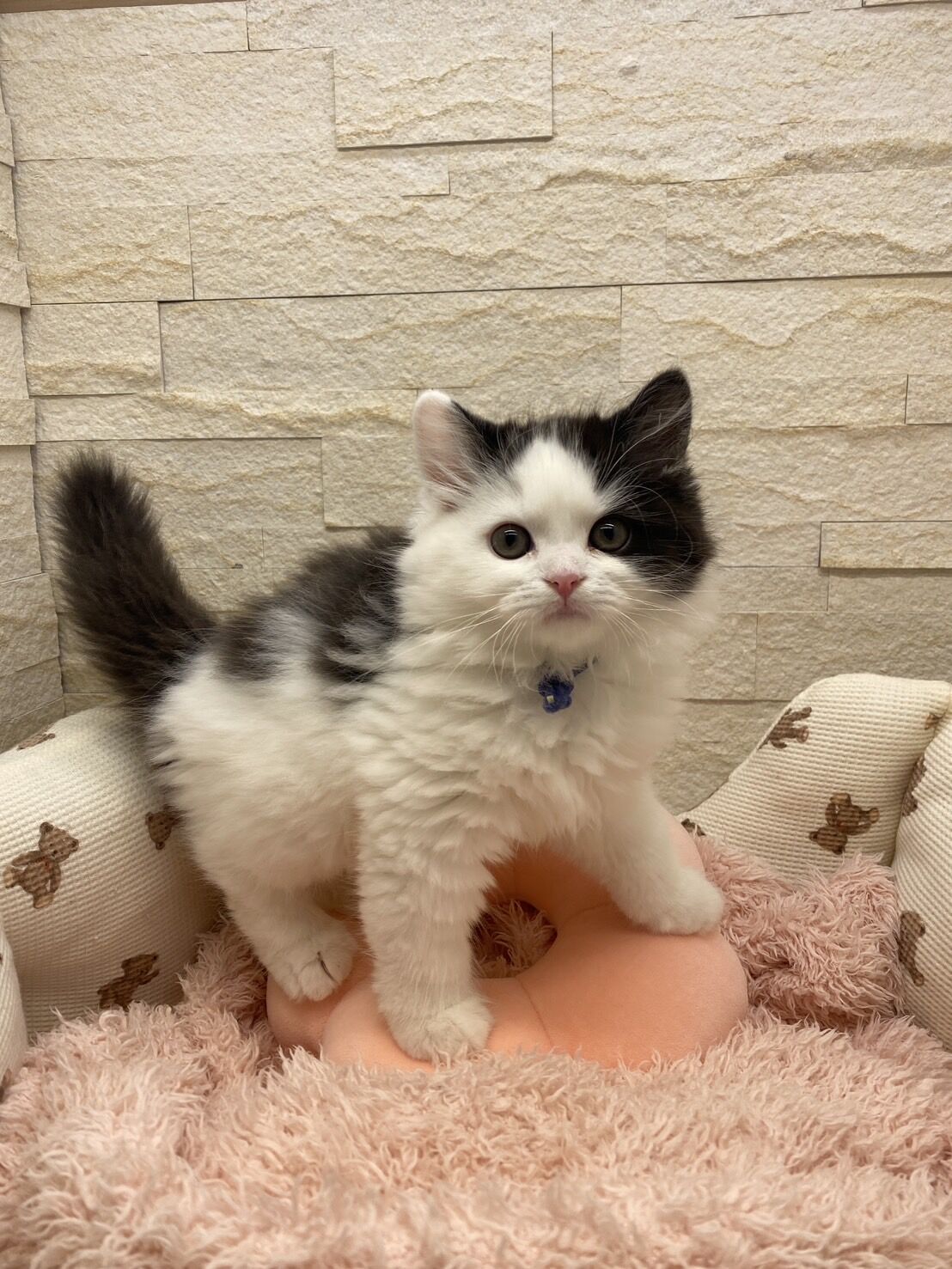 エキゾチックショートヘア　オモチ　きいろちゃん
