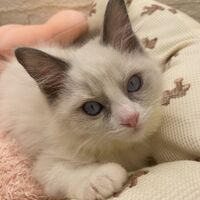 画像14909：メインクーン<br>ヴィヴィコ　きいろちゃん
