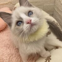 画像14910：メインクーン<br>ヴィヴィコ　きいろちゃん