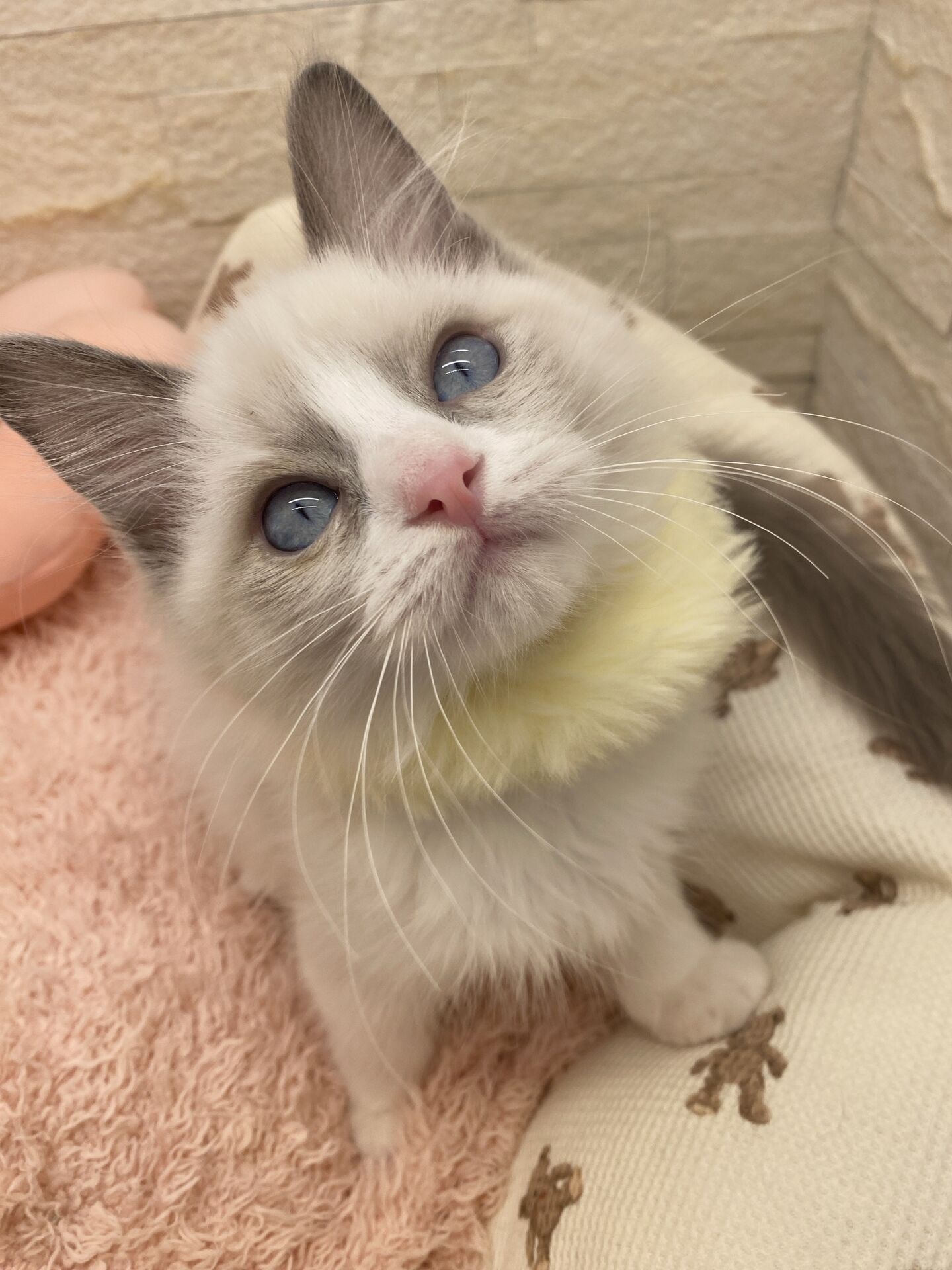 メインクーンヴィヴィコ　きいろちゃん