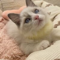 画像14911：メインクーン<br>ヴィヴィコ　きいろちゃん