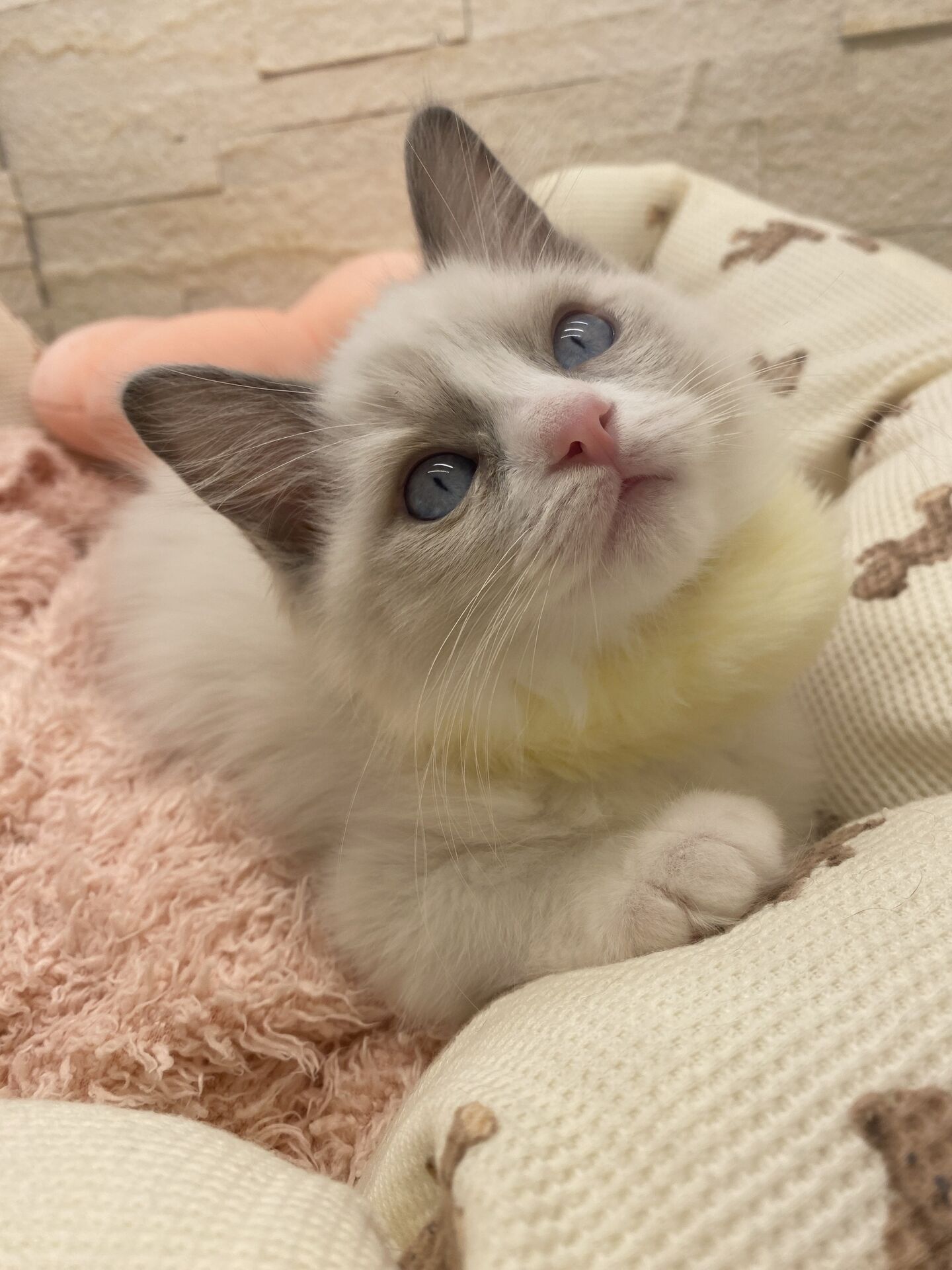 メインクーンヴィヴィコ　きいろちゃん