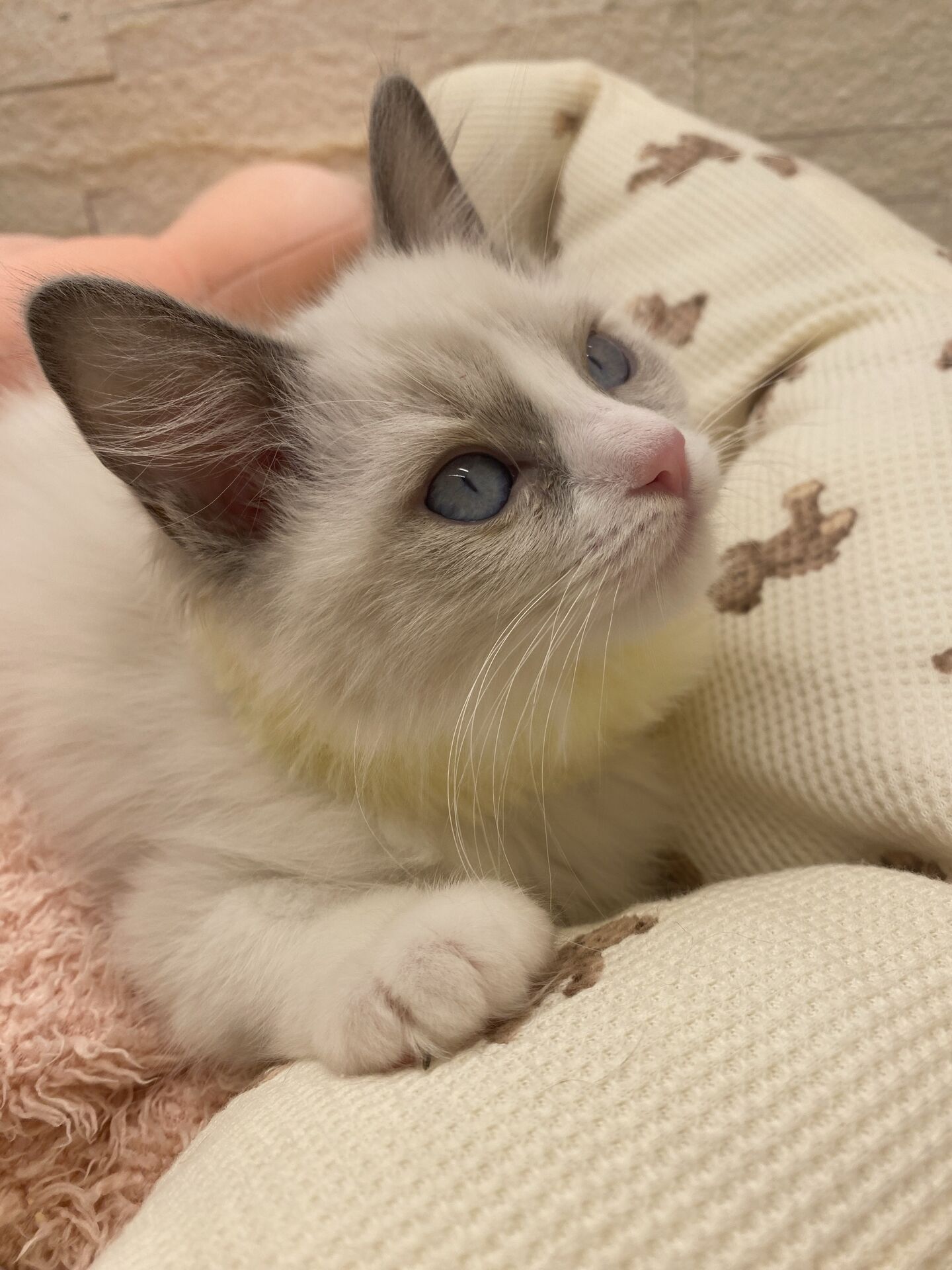 メインクーンヴィヴィコ　きいろちゃん