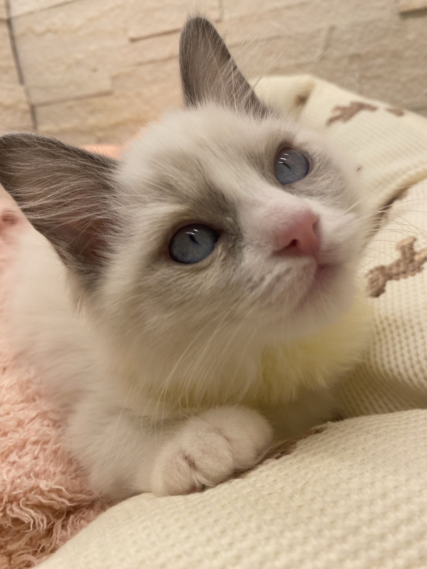 メインクーンヴィヴィコ　きいろちゃん