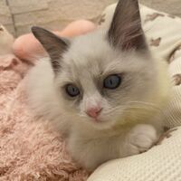 画像14918：メインクーン<br>ヴィヴィコ　きいろちゃん