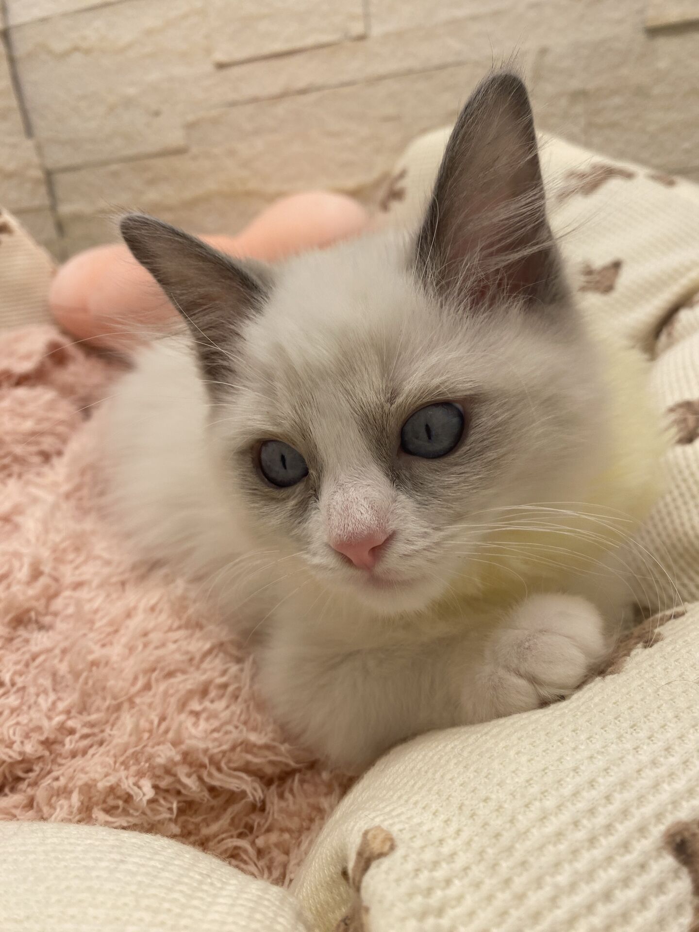 メインクーンヴィヴィコ　きいろちゃん