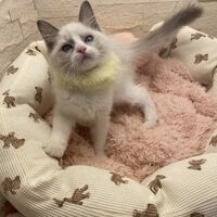 画像14920：メインクーン<br>ヴィヴィコ　きいろちゃん