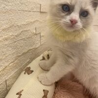 画像14921：メインクーン<br>ヴィヴィコ　きいろちゃん