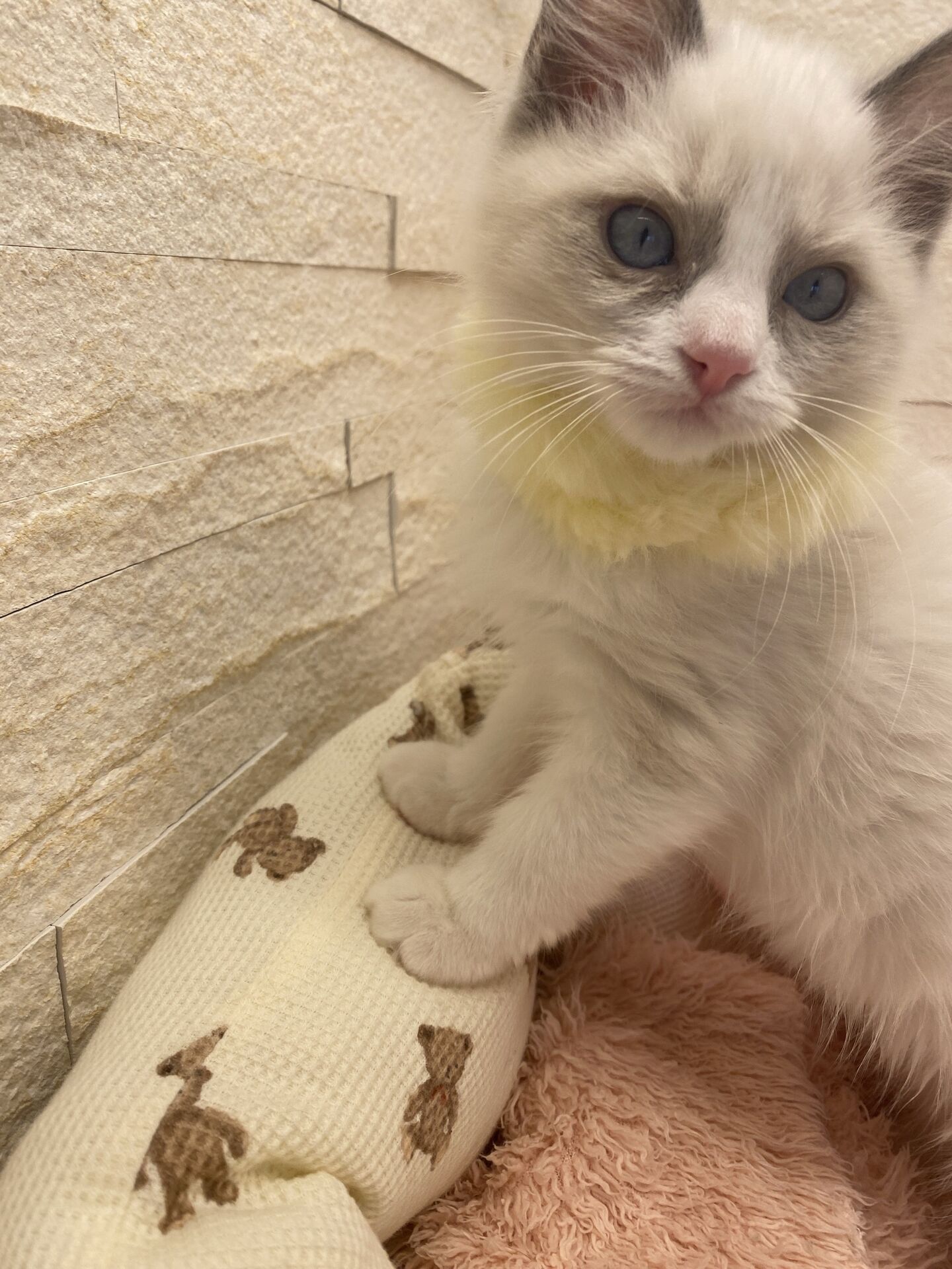 メインクーンヴィヴィコ　きいろちゃん
