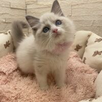 画像14924：メインクーン<br>ヴィヴィコ　きいろちゃん
